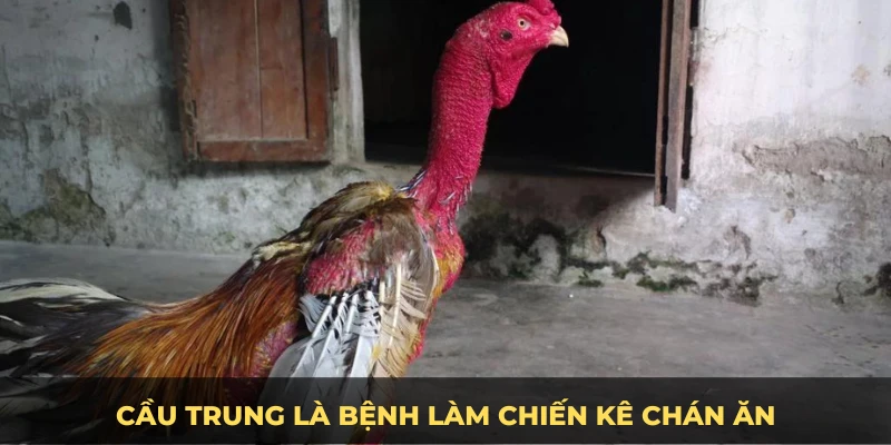 Cầu trung là bệnh làm chiến kê chán ăn