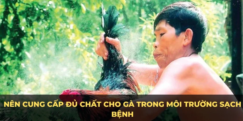 Nên cung cấp đủ chất cho gà trong môi trường sạch bệnh