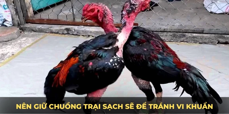 Nên giữ chuồng trại sạch sẽ để tránh vi khuẩn