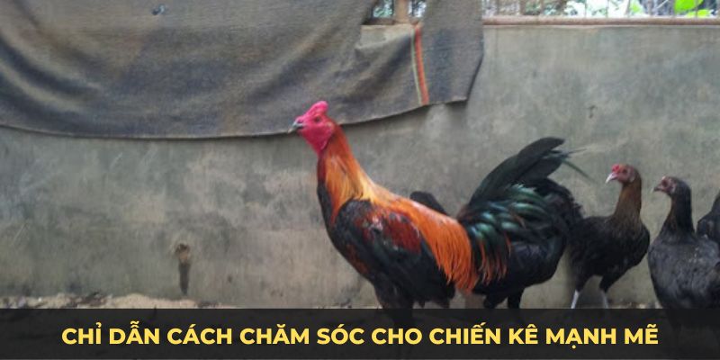 Chỉ dẫn cách chăm sóc cho chiến kê mạnh mẽ