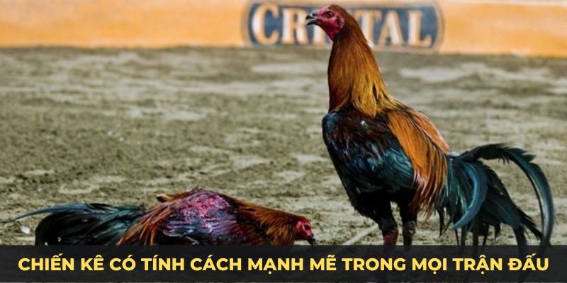 Chiến kê có tính cách mạnh mẽ trong mọi trận đấu