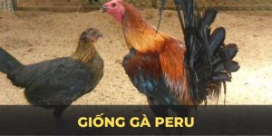 Giống Gà Peru – Chiến Kê Mạnh Mẽ Và Đỉnh Cao Tại Kubet